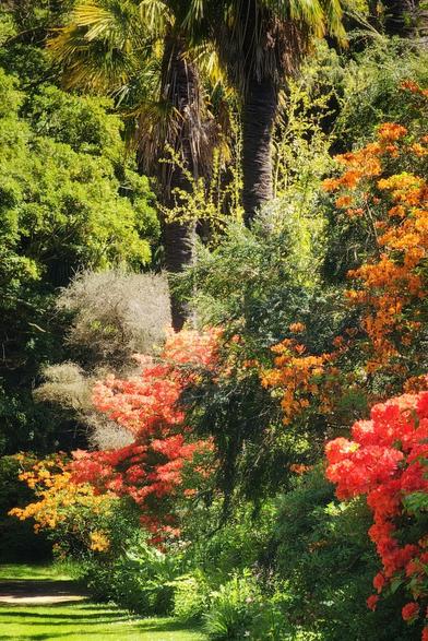 A sun-drenched garden scene featuring a pathway winding through lush green foliage and an abundance of orange and red flowering bushes. Tall palm trees are visible in the background, adding to the tropical feel.