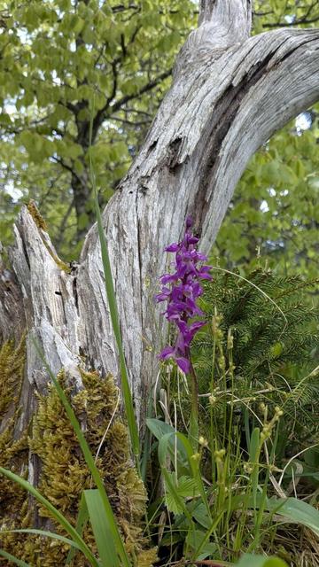 Violett blühendes Knabenkraut vor einem grauen Stück abgestorbenem Baumstamm. Umgeben von grün von Moos, Gras und Wald.