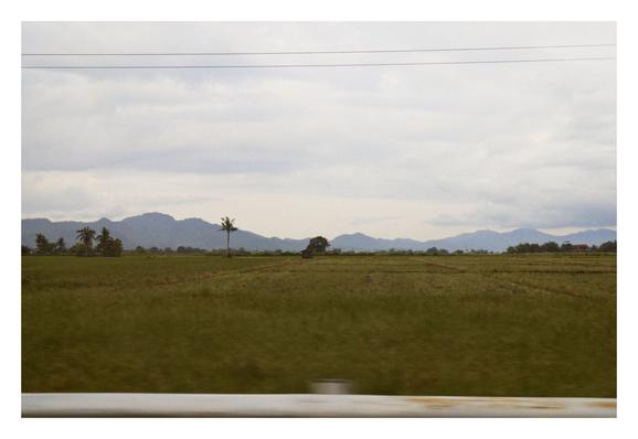 A rice field landscape with distant trees and mountains in the background.
