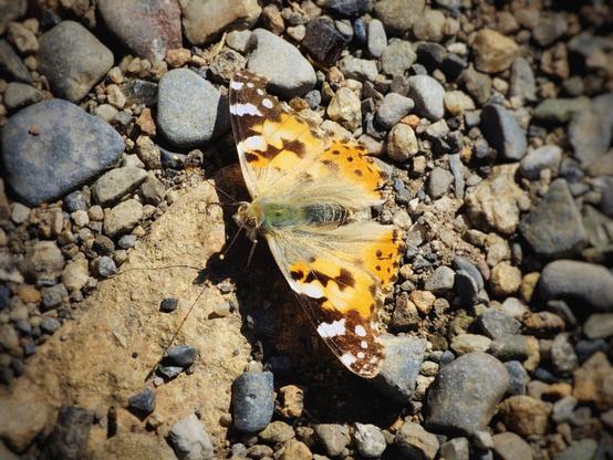 A painted lady butterfly with orange, black, and white wings rests on a light brown and grey gravelly surface, illuminated by sunlight.