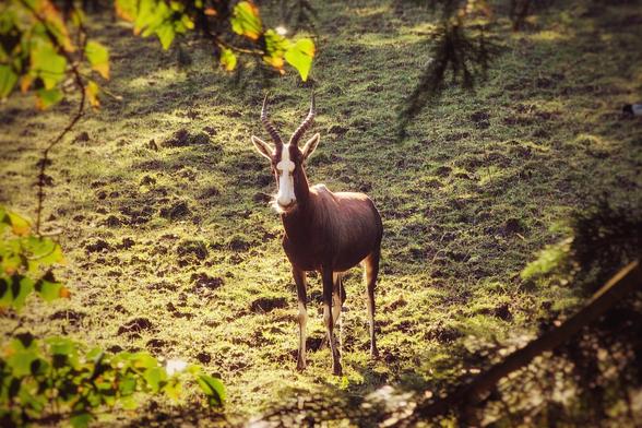 A blesbok, a type of antelope, stands in a sunlit, grassy field. The animal has a dark brown coat with a distinctive white blaze on its face and white lower legs. Green leaves from an overhead branch frame the top and left of the image, with shadowy foliage on the right, creating a natural vignette.