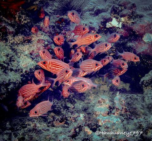 a cluster of orange fish with prominent horizontal white stripes over their bodies hover near a protective crevice.