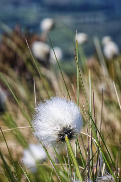 A close-up shot of a white, fluffy cottongrass seed head, surrounded by tall green and brown grasses. Other out-of-focus cottongrass heads are visible in the background, with a blurred blue-green area of distant hills and fields further back.