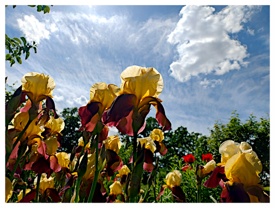 The image features a vibrant garden scene with a low-angle view of yellow and burgundy irises in full bloom. The flowers are the focal point, with their large, ruffled petals standing tall against a backdrop of a bright blue sky with scattered white clouds. The sunlight filters through the petals, creating a luminous effect. In the background, green foliage and hints of red flowers can be seen, adding depth to the scene. The sky is mostly clear with a few wispy clouds, and the sun is visible, casting a warm glow on the flowers. The overall composition highlights the beauty and detail of the irises, with the sky providing a serene and picturesque setting.

Provided by @altbot, generated privately and locally using Ovis2-8B