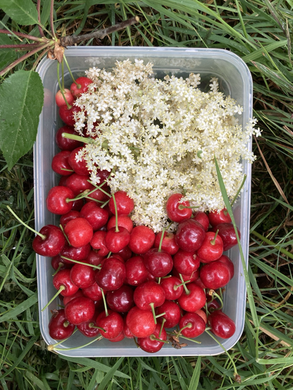 Two colors: cherry red and elderflower white. The real things. Green grass around.