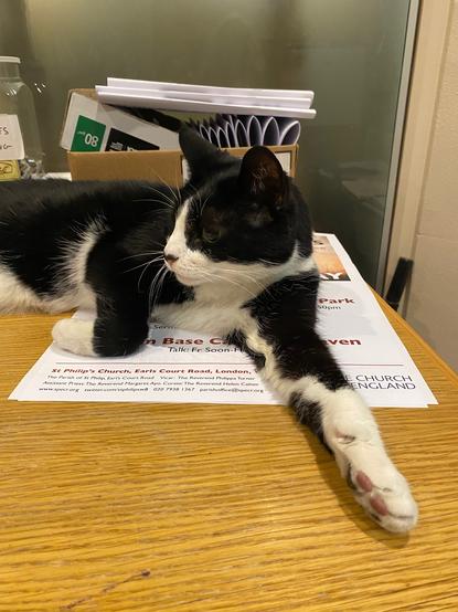 Black and white cat lying down in the vestry