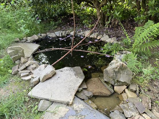 Kleiner 2x2m Vogelteich eingefasst mit Natursteinen und im Vordergrund ein Flachwasserbereich mit Gefälle zum Baden. Über den Teich spannen sich diverse Haselnussäste zum Katzen-sicheren Landen, Trinken, Verweilen. Der rosa Rhododendron im Hintergrund wirft bereits Blüten ab, die auch im Teich landen und dort hübsch wie kleine Seerosen umhertreiben im Wind.