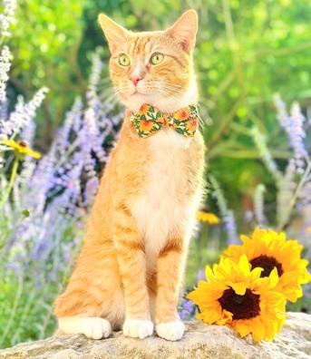 Cat with bow tie of sunflower pattern sitting on a rock with picked sunflowers and lavender flowers in the background