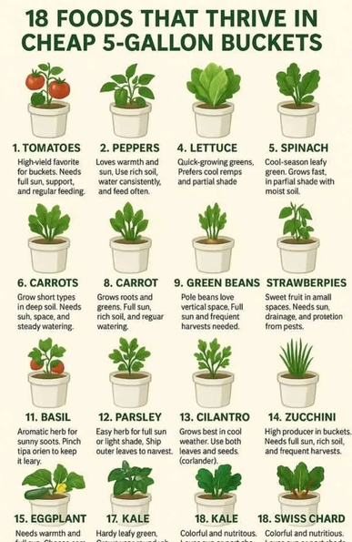 AI generated poster of gardening advice with title '18 foods that thrive in cheap 5 gallon buckets' 
Image shows 4 rows of plants in white buckets with 4 plants in each row which adds up to 16 not 18.
First row 1.tomatoes 2.peppers 4.lettuce and 5.spinach plants look vaguely like they should but descriptions underneath them have typos.
Next row is all goes a bit wrong 6. carrots 7.carrot 8.green beans (no number) strawberpies where none of the images are even close to the correct plants..and it goes on.. 11.basil is a picture of strawberries 14.zucchini looks like chives or onion etc etc ..so many errors and typos and images not matching the names.