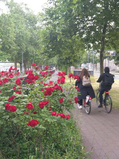 Rote Rosen an einem Kölner Radweg, ein radfahrendes Paar radelt daran vorbei