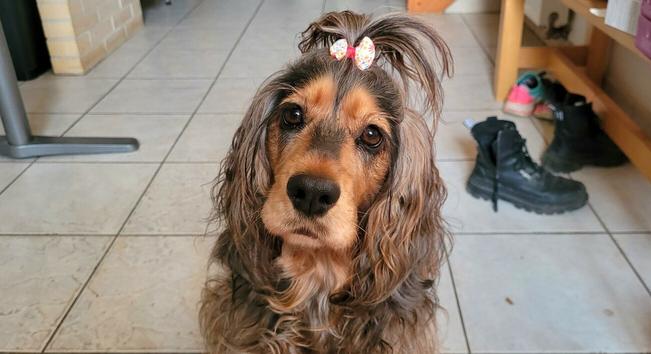 ginny's black and tan sable english cocker spaniel with its head hair fastened in a bow ponytail looking cutely into the camera