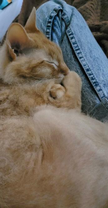 ginny's fuzzy orange tabby cat curled up in their lap sleeping soundly