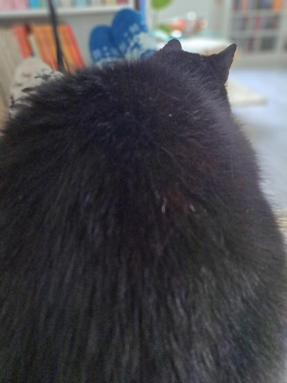 Bergförmiger schwarzer Kater im Brut-Modus auf mir.