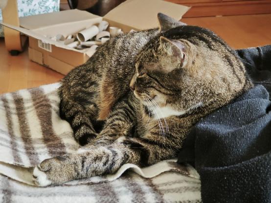 Boomer der Kater in Kontemplation