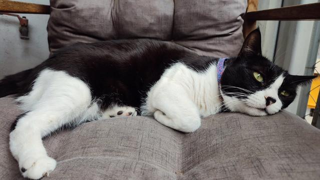 My tuxedo cat Tiffie relaxing on a cushioned chair on the balcony.