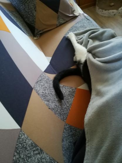Une des pattes de mon chat qui dépasse de la couverture