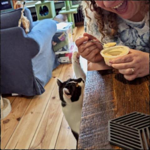 Lemon the cat caught red-handed, allegedly in the process of illegitimately attempting to relieve a local woman of her dessert. A cold gleam in the suspect's eyes as she brazenly reaches for the spoon.
