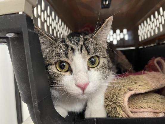 Tabby and white cat with wide yellow eyes crouches inside a plastic pet carrier, peeking past the grated door.