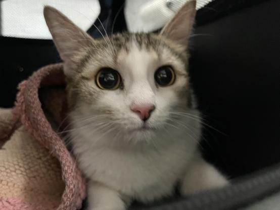 Small tabby‑and‑white kitten wrapped in a pink blanket gazes up with large round pupils from a soft travel crate.