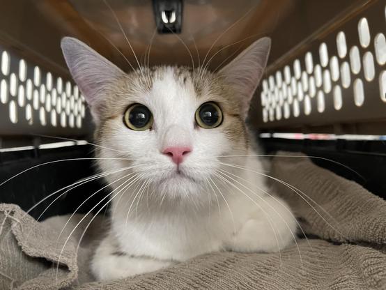 White cat with light tabby markings rests on a beige towel inside a ventilated hard‑shell carrier, whiskers fanned forward.