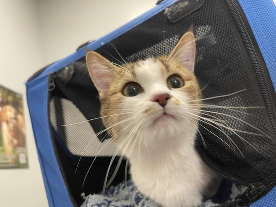 White and orange & grey tabby cat looks up from inside a blue mesh pet carrier at a veterinary clinic, ears perked.