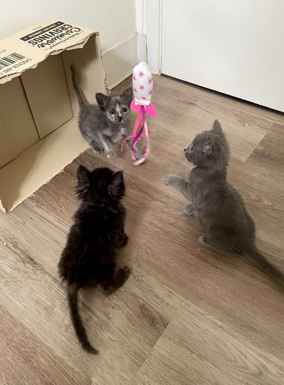 Three kittens sitting around the ribbons of a wand toy. The tiny tortie at the top, grey kitten to the right, a front paw raised, and the black kitten bottom left