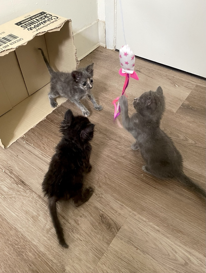 Three kittens surrounding wand toy ribbons. The grey kittens has a paw on the ribbons as the tortie and black kittens look on