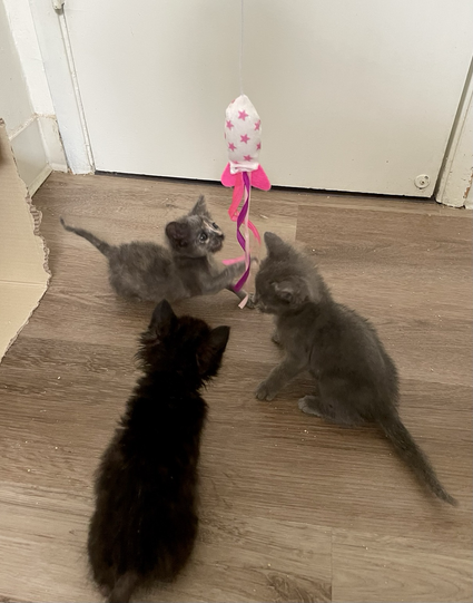 Three kittens sitting by the ribbons of a wand toy. The tortie goes in for the ribbons, a smile on her face
