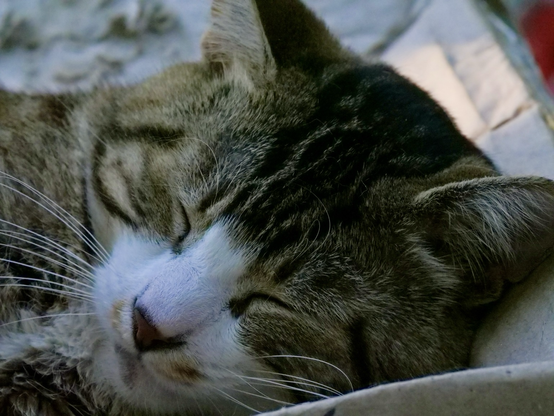 He looks so sweet, I was careful to avoid disturbing him. Tuxedo tabby cat Bodhi is having the best nap.