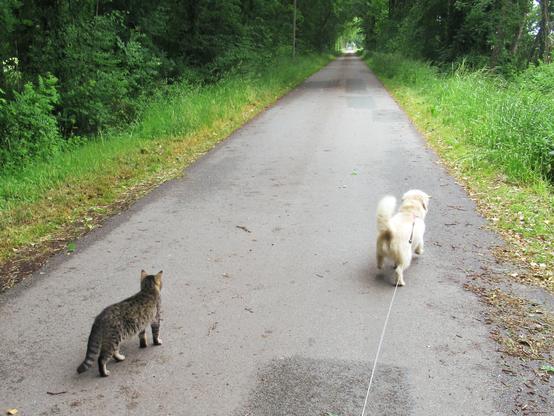 Ein kleiner, heller Mischlingshund an der Leine und eine getigerte Katze gehen auf einer kleinen Straße "Gassi".