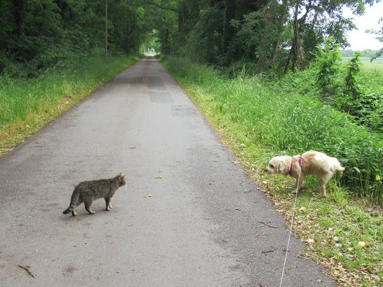 Ein kleiner, heller Mischlingshund an der Leine und eine getigerte Katze gehen auf einer kleinen Straße "Gassi". Er verrichtet gerade ein kleines Geschäft, sie schaut zu.