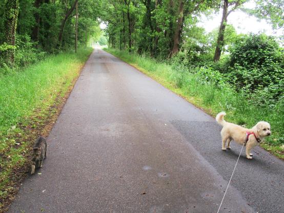Ein kleiner, heller Mischlingshund an der Leine und eine getigerte Katze gehen auf einer kleinen Straße "Gassi".