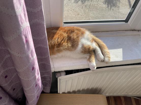 A partially visible cat with orange and white fur is lounging on a windowsill, with a curtain draping nearby. The cat's tail and a paw can be seen, while the sunlight illuminates the scene.