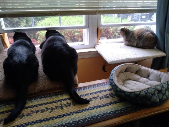 On a window shelf on the left are two very big black cats.  To the right is a smaller dilute tortoiseshell cat with fur in muted tones of grey, orange and white.  All the cats are looking out the windows at the rain.