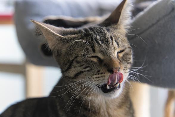 A closeup photo of the face of Ernie, a tabby cat, currently licking his nose, front bottom teeth visible, eyes closed in the moment. His whiskers are prominently visible and in focus as well. In the background, the front feet of Mini, another tabby cat, are barely visible on a cat bed on the same scratching post they are both sitting on with now.