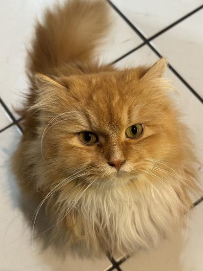 A fluffy orange cat with bright yellow eyes sits on a tiled floor, looking directly and very demanding at the camera