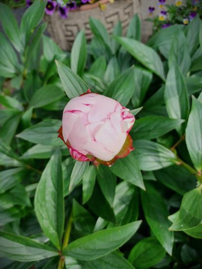Close view of a Peony flower on the verge of opening.  Flower bud is about the size of a tennis ball and the pale pink petals are just starting to unfold.  Flower is surrounded by a mass of dark green Peony leaves.  A concrete urn with petunias is barely visible in the background.