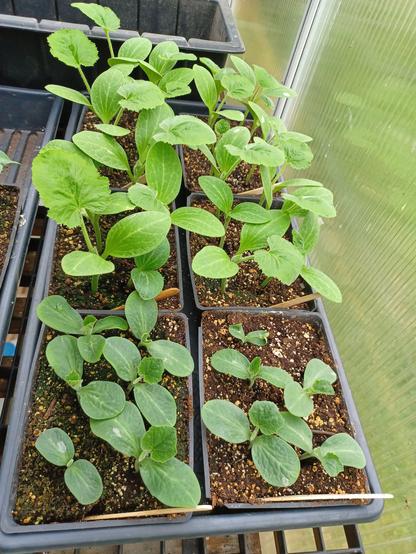 Six seed trays, 4x6 inch (100x150mm) sit on a greenhouse bench.  The two trays closest to the camera contain seedlings of butternut squash which are just starting to show very tiny true leaves.  The four trays to the rear have Sunburst squash (yellow pattipan type) these seedlings are quite a bit larger than those in front and the true leaves are further advanced.