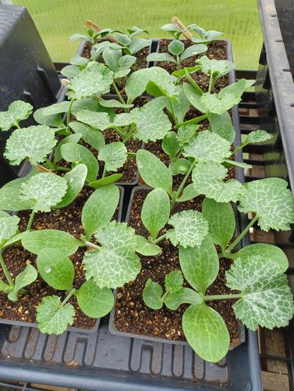 Six seed trays, 4x6 inch (100x150mm) sit on a greenhouse bench.  The 4 trays closest to the camera contain seedlings of zucchini  squash which have developed quite large true leaves.  The 2 trays to the rear have butternut squash seedlings. These plants are quite a bit smaller than those in front and the true leaves are less advanced.