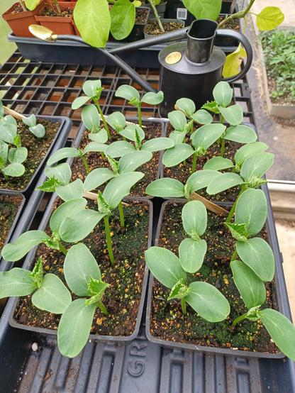 Four seed trays, 4x6 inch (100x150mm) sit on a greenhouse bench.  The trays contain cucumber plants, just starting to show their true leaves.
