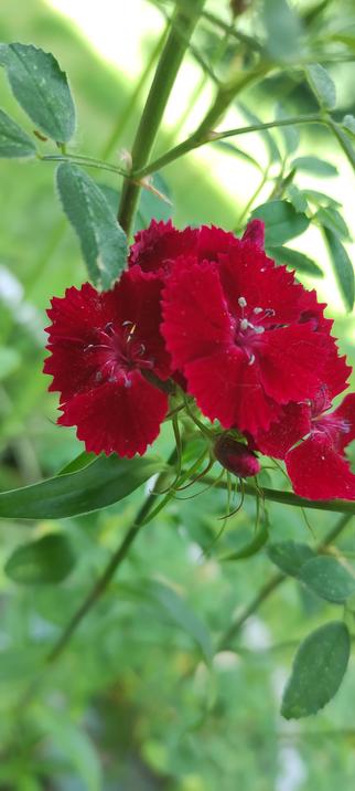 Gros plan sur une fleur d’œillet de poète (Dianthus barbatus) d’un rouge profond et velouté, aux pétales légèrement dentelés. La fleur est entourée de feuilles vertes allongées, avec un fond flou de verdure baignée de lumière douce