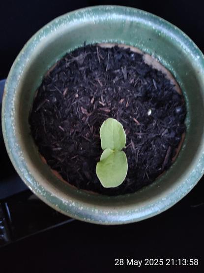 View looking down on a blue-green glazed flowerpot with dark brown peat-free compost. At the six o'clock position is a seedling with two large light green first leaves, like a number eight.