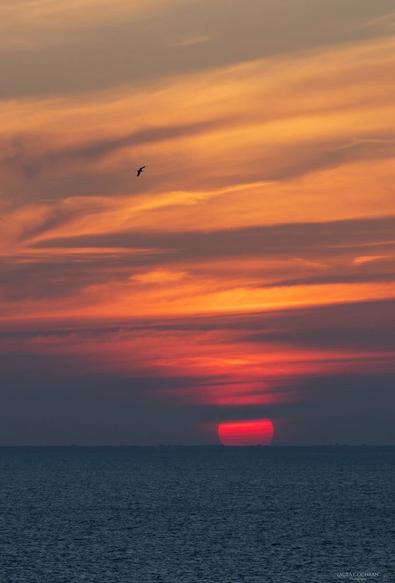 A Frigatebird soars high above the sea, in front of a very colorful sunset.