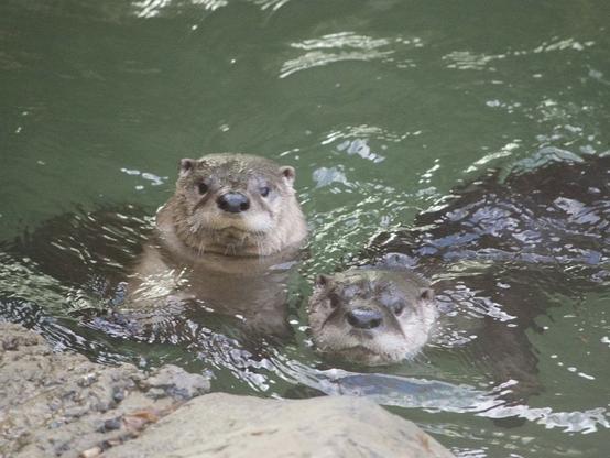Description Provided by @NationalZoo: 
North American river otters Emmett (left) and his son Potomac (right) swim in their habitat at the Zoo's American Trail exhibit.
