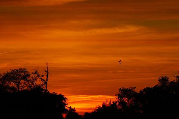 Sunset photo of orange and yellow clouds with horizontal layers over a treeline, with two small Canada geese flying through.