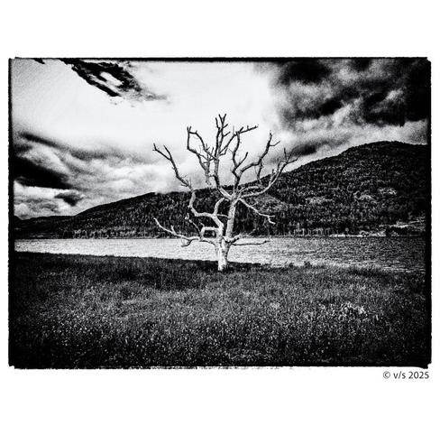 Ein toter Baum an einem See