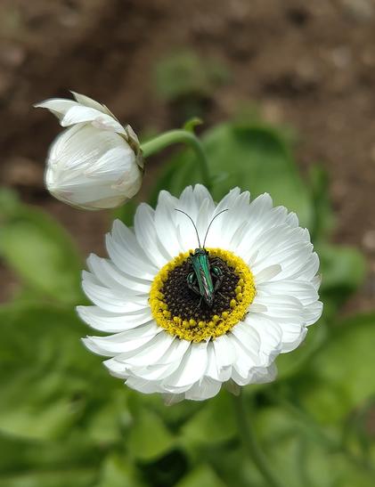 Little green beetle on a white strawflower, it has chunky thighs