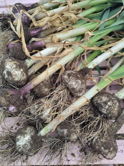 Some white and some purple garlic in a heap just pulled from the ground