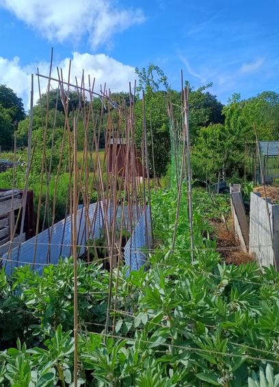 A view up the allotment 29th May.
A veritable forest of canes are in place for runner beans to climb up once they get going.
Sheffield, South Yorkshire, UK.