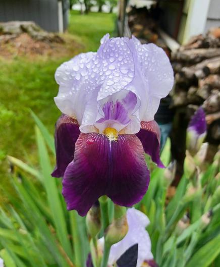 Close up view of a fully open Iris blossom.  Upper petals are a pale lavender and covered with tiny water droplets from the rain.  Lower petals are reddish-purple fading to almost black at the bottom.  Center of flower interior is yellow with some pink filaments.  In the background (out of focus) can be seen part of a log pile, a shelf with old clay pots, the stump of an old beech tree, and the back of a grey garden shed.